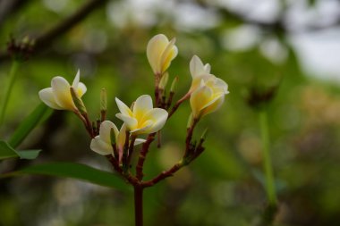 Plumeria Çiçeği. beyaz çiçek.sarı çiçek ya da beyaz çiçek arka plan. Doğada renkli çiçekler.