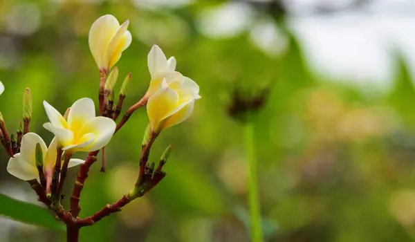 Flor Plumeria Flor Blanca Flower Yellow Flores Blancas Background Colorful —  Fotos de Stock