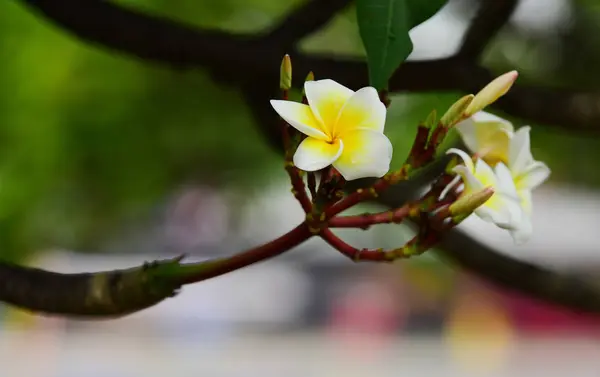 プルメリアの花 白い花 黄色の花や白い花の背景 自然の中でカラフルな花 — ストック写真