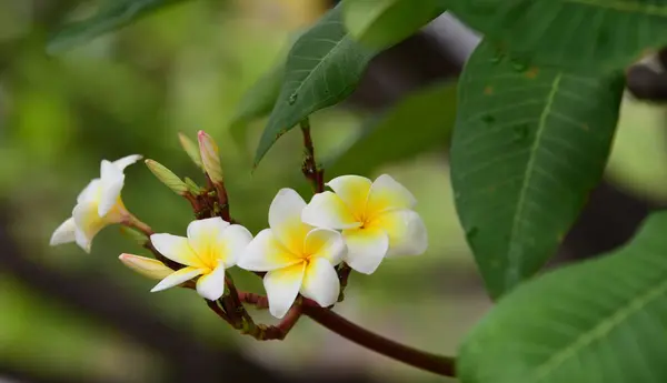 Plumeria Kwiat Biały Kwiat Żółty Kwiat Lub Biały Kwiat Tło — Zdjęcie stockowe