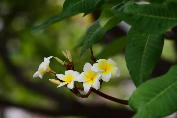 Flor Plumeria Flor Blanca Flower Yellow Flores Blancas Background Colorful — Foto de Stock