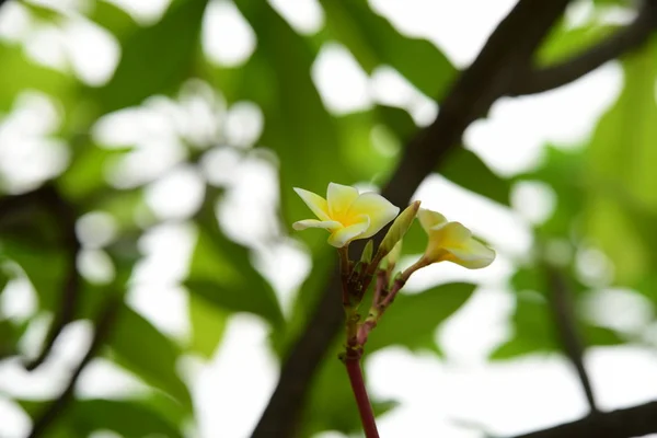 Plumeria Kwiat Biały Kwiat Żółty Kwiat Lub Biały Kwiat Tło — Zdjęcie stockowe