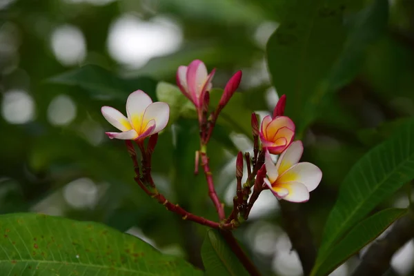 Plumeria Flower White Flower Yellow Flower White Flower Background Colorful — Stock Photo, Image