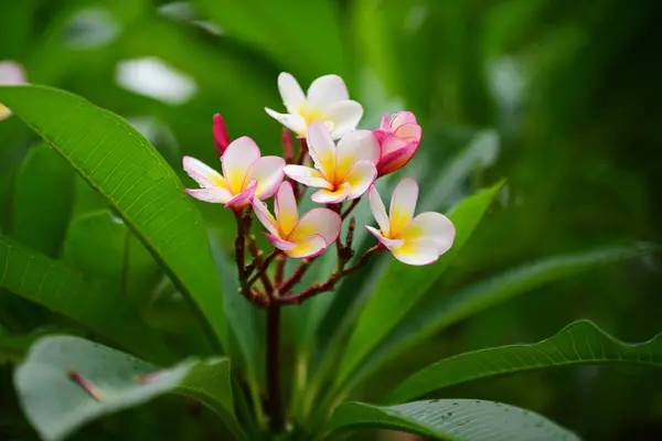 Flor Plumeria Flor Blanca Flower Yellow Flores Blancas Background Colorful — Foto de Stock