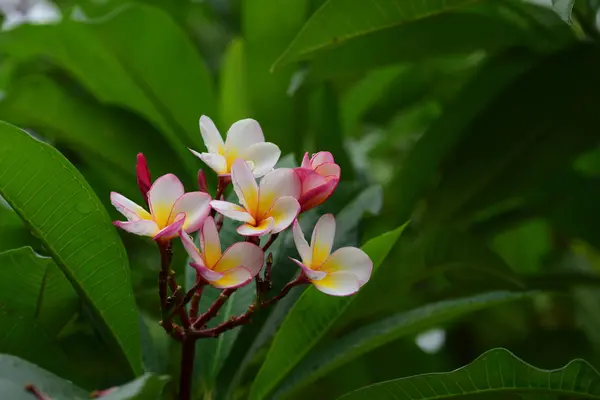 普卢比亚花 黄花或白花背景 大自然中五颜六色的花 — 图库照片