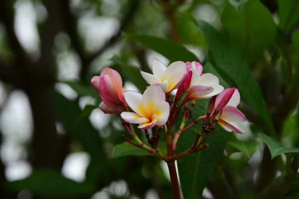 Virágok Van Virágzó Tenyésztési Szezon Háttere Zöld Lombok — Stock Fotó