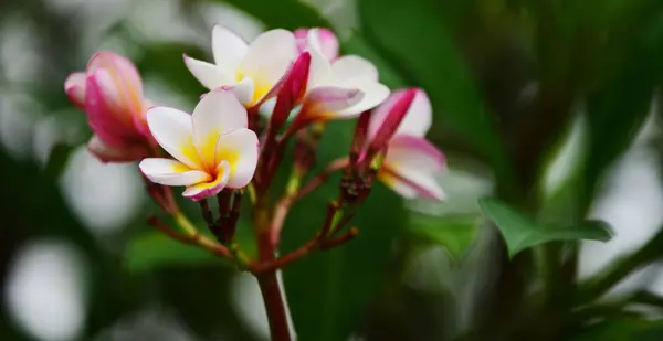 普卢比亚花 黄花或白花背景 大自然中五颜六色的花 — 图库照片