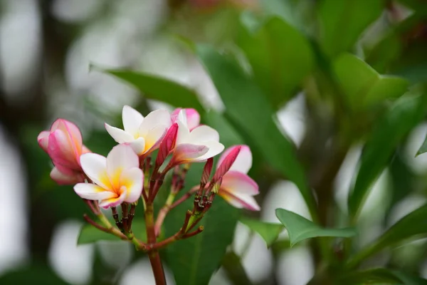 Les Fleurs Fleurissent Dans Saison Reproduction Fond Feuillage Vert — Photo