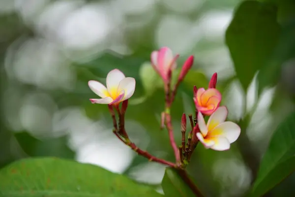 普卢比亚花 黄花或白花背景 大自然中五颜六色的花 — 图库照片