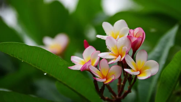 Plumeria Flower White Flower Yellow Flower White Flower Background Colorful — Stock Photo, Image