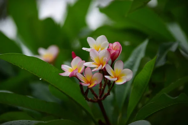 Flor Plumeria Flor Blanca Flower Yellow Flores Blancas Background Colorful — Foto de Stock