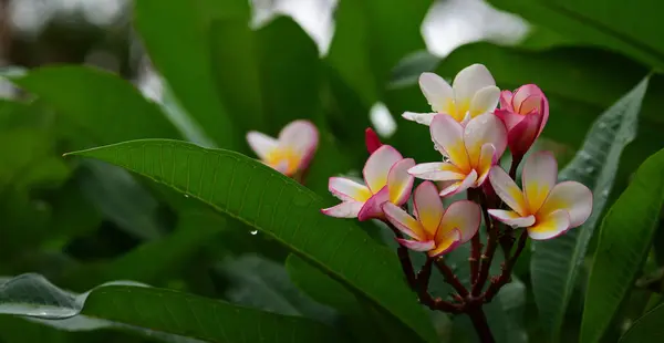 Bloemen Zijn Bloei Het Fokken Seizoen Heeft Een Groene Gebladerte — Stockfoto