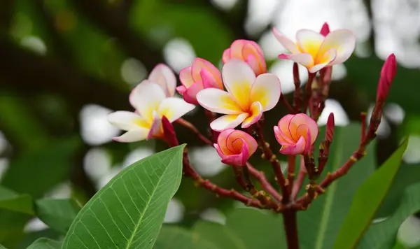 Flor Plumeria Flor Blanca Flower Yellow Flores Blancas Background Colorful — Foto de Stock