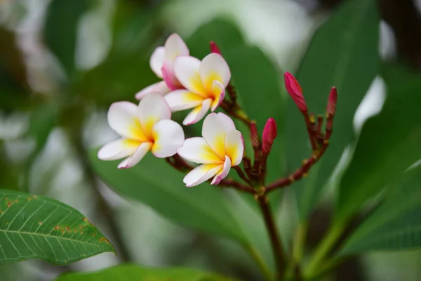 盛开的花朵在繁殖季节有一个绿色的叶子背景 — 图库照片