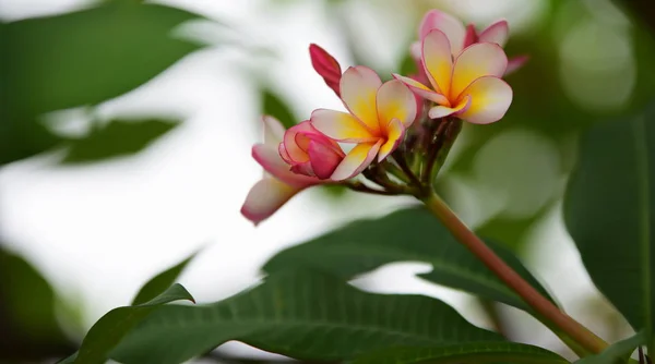 Plumeria Çiçeği Beyaz Çiçek Sarı Çiçek Beyaz Çiçek Arka Plan — Stok fotoğraf