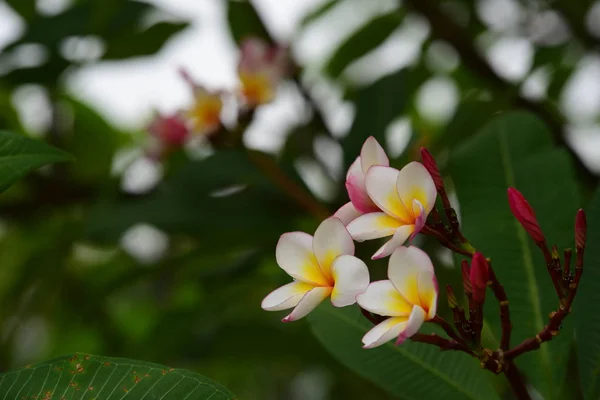 Plumeria Çiçeği Beyaz Çiçek Sarı Çiçek Beyaz Çiçek Arka Plan — Stok fotoğraf