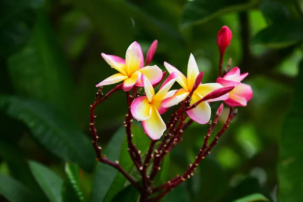 Plumeria Flower Hvit Blomst Gul Blomst Eller Hvit Blomst Fargerike – stockfoto