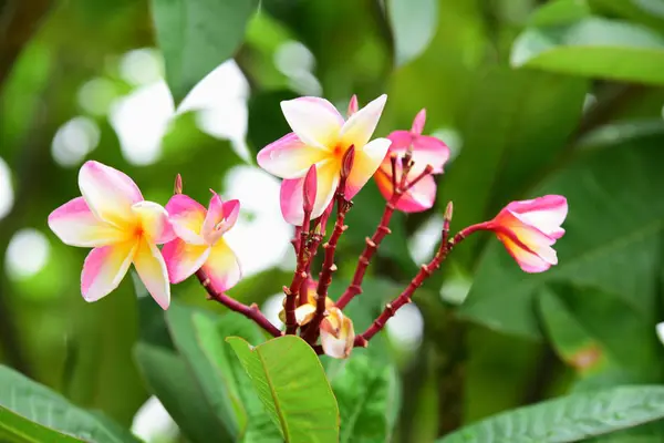 花が咲いて 繁殖シーズンは緑の葉の背景 — ストック写真