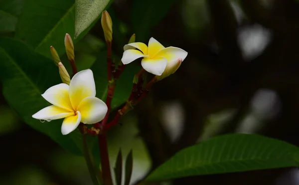 Plumeria Blomma Vit Blomma Gul Blomma Eller Vit Blomma Bakgrund — Stockfoto