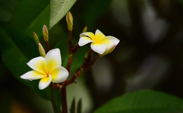 Plumeria Çiçeği Beyaz Çiçek Sarı Çiçek Beyaz Çiçek Arka Plan — Stok fotoğraf