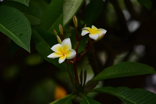 Plumeria Flower Bílého Květu Žluté Pozadí Květinové Nebo Bílé Květiny — Stock fotografie