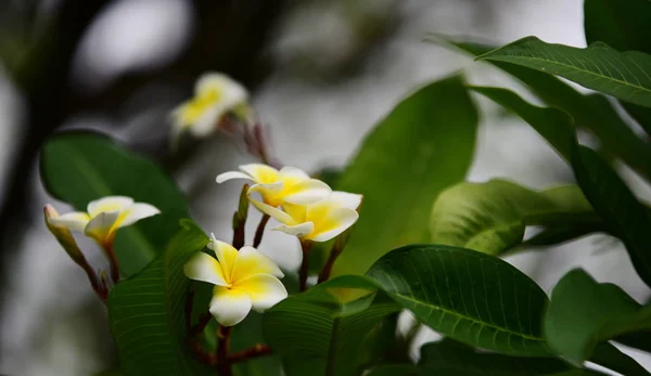 Plumeria Blomma Vit Blomma Gul Blomma Eller Vit Blomma Bakgrund — Stockfoto