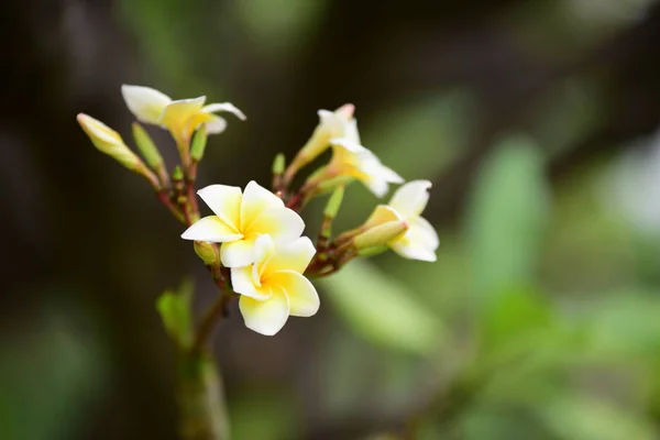 Плюмерия Флауэр Белый Цветок Желтый Цветок Белый Цветочный Фон — стоковое фото