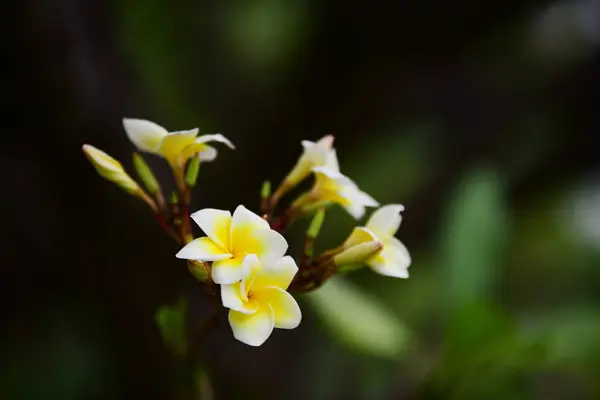 プルメリアの花 白い花 黄色の花や白い花の背景 自然の中でカラフルな花 — ストック写真