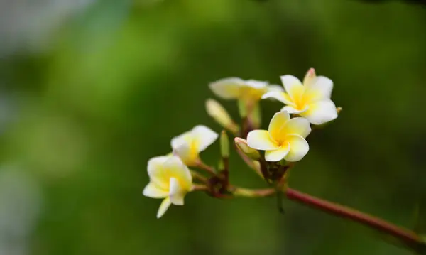 Plumeria Flower Fleur Blanche Fleur Jaune Fond Fleur Blanche Fleurs — Photo