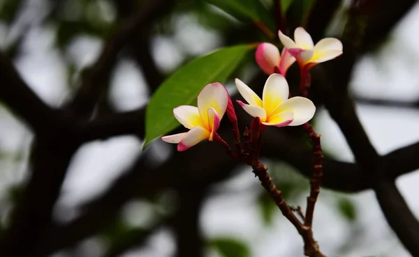 Plumeria Çiçeği Beyaz Çiçek Sarı Çiçek Beyaz Çiçek Arka Plan — Stok fotoğraf