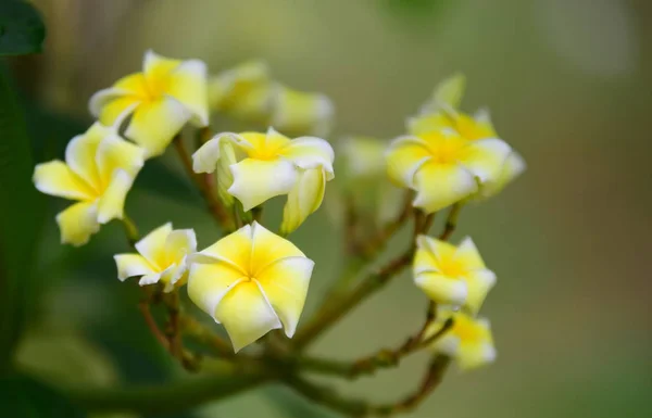 Plumeria Flower White Flower Yellow Flower White Flower Background Colorful — Stock Photo, Image