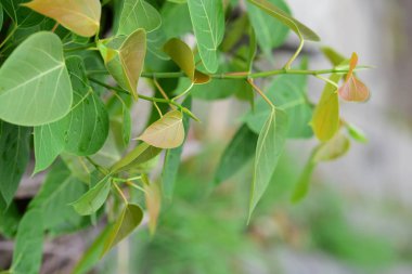 tatlı yeşil ağaç yaprak