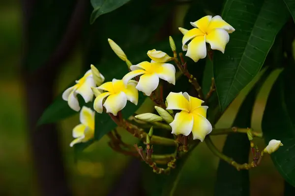 Plumeria Kwiat Biały Kwiat Żółty Kwiat Lub Biały Kwiat Tło — Zdjęcie stockowe