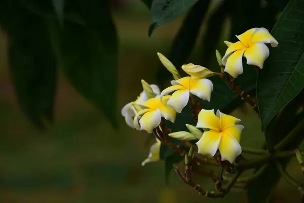 Las Flores Están Floreciendo Temporada Reproducción Tiene Fondo Follaje Verde —  Fotos de Stock