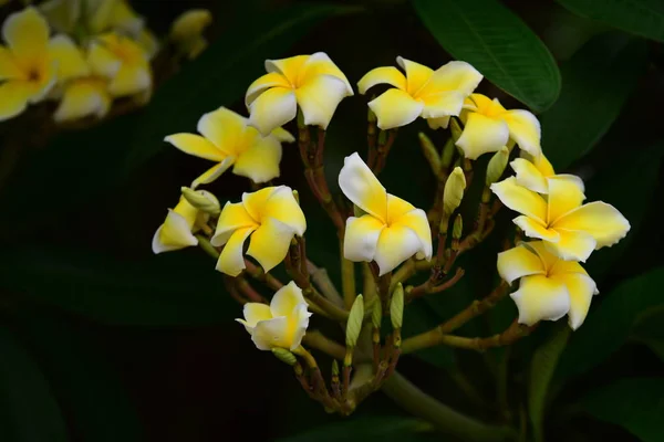 Flor Plumeria Flor Blanca Flower Yellow Flores Blancas Background Colorful — Foto de Stock