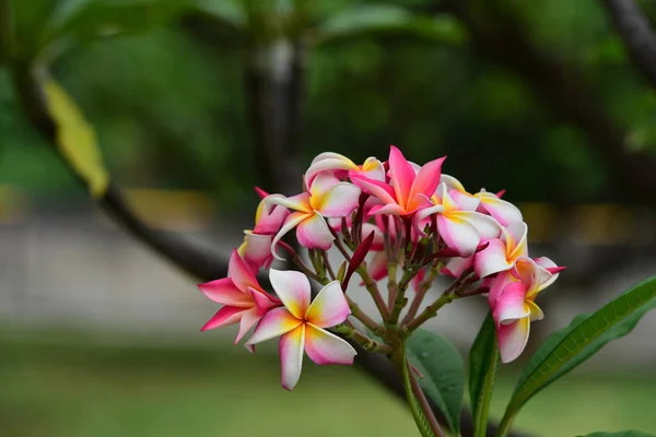 Plumeria Blomma Vit Blomma Gul Blomma Eller Vit Blomma Bakgrund — Stockfoto