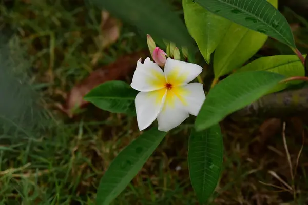 Plumeria Bloem Witte Bloem Gele Bloem Witte Bloem Achtergrond Kleurrijke — Stockfoto