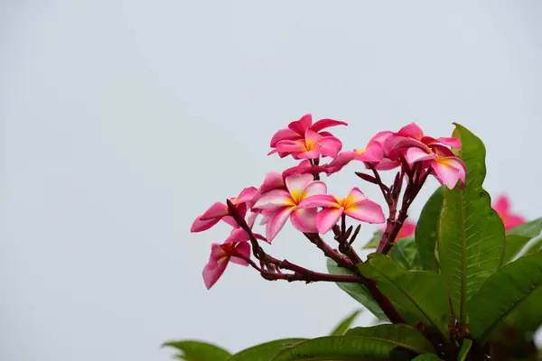 Flowers Blooming Breeding Season Has Green Foliage Background — Stock Photo, Image