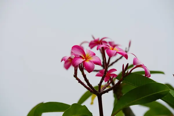 Blumen Blühen Der Brutzeit Hat Einen Grünen Laubhintergrund — Stockfoto