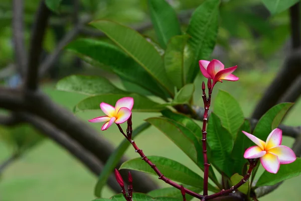 Bunga Yang Mekar Musim Kawin Memiliki Latar Belakang Dedaunan Hijau — Stok Foto
