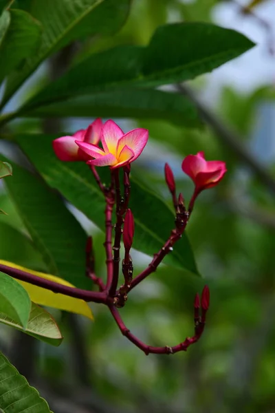 Flowers Blooming Breeding Season Has Green Foliage Background — Stock Photo, Image