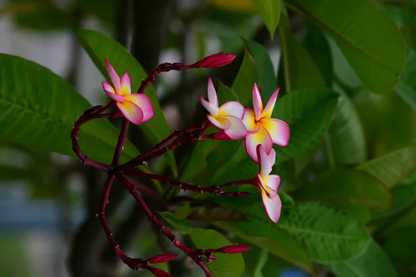 花が咲いて 繁殖シーズンは緑の葉の背景 — ストック写真