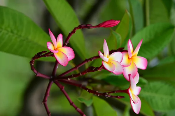 Λουλούδια Ανθίζουν Στην Αναπαραγωγή Σεζόν Έχει Φόντο Πράσινο Φύλλωμα — Φωτογραφία Αρχείου
