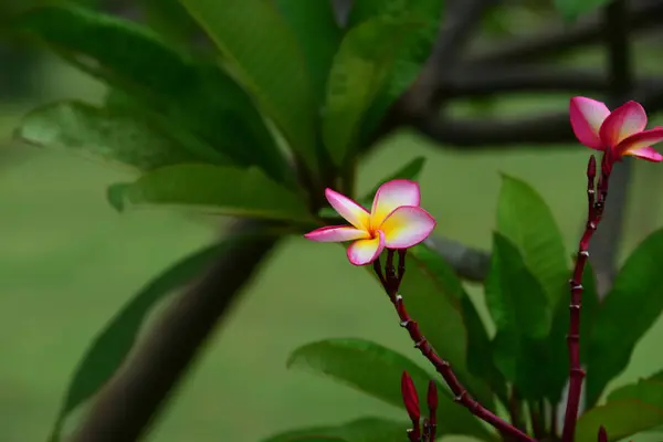 Flores Estão Florescendo Época Reprodução Tem Fundo Folhagem Verde — Fotografia de Stock