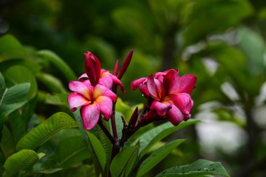 Çiçek çiçek açan ıslah sezon bir yeşil yeşillik arka plana sahiptir..
