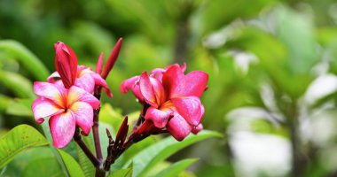 Çiçek çiçek açan ıslah sezon bir yeşil yeşillik arka plana sahiptir..