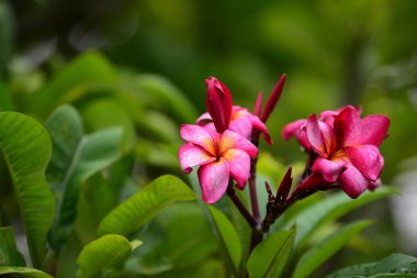 Çiçek çiçek açan ıslah sezon bir yeşil yeşillik arka plana sahiptir..