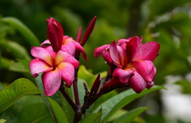 Çiçek çiçek açan ıslah sezon bir yeşil yeşillik arka plana sahiptir..