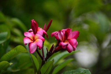 Çiçek çiçek açan ıslah sezon bir yeşil yeşillik arka plana sahiptir..