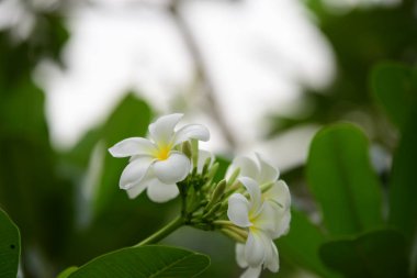 Çiçek çiçek açan ıslah sezon bir yeşil yeşillik arka plana sahiptir..